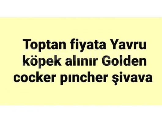 Toptan Yavru Köpek Alınır