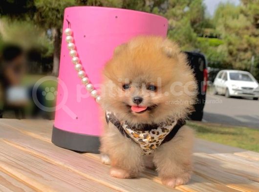 Pomerian Boo görsel