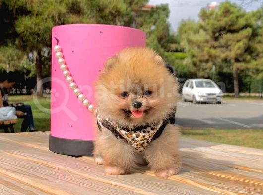 Pomerian Boo görsel