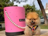 Pomerian Boo