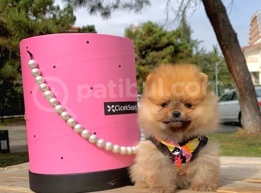 Pomerian Boo görsel