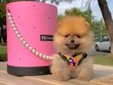 Pomerian Boo
