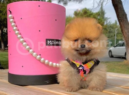 Pomerian Boo görsel