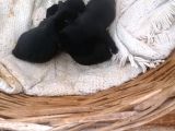 Sıfır Burun Gül Kuyruk Siyah Pug Dişi Erkek