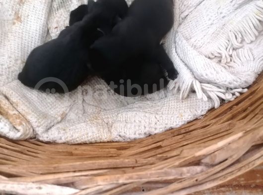 Sıfır Burun Gül Kuyruk Siyah Pug Dişi Erkek görsel