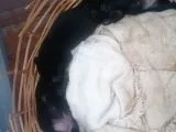 Sıfır Burun Gül Kuyruk Siyah Pug Dişi Erkek