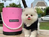 Pomerian Boo