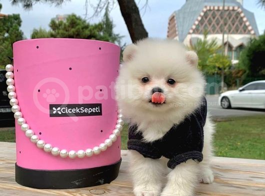 Pomerian Boo görsel