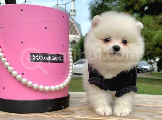 Pomerian Boo görsel
