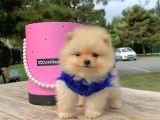 Pomerian Boo