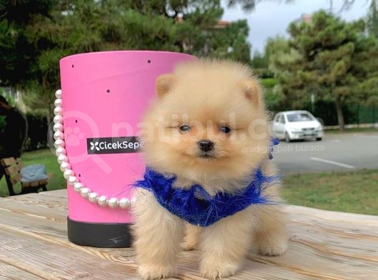Pomerian Boo görsel