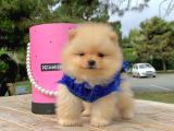 Pomerian Boo