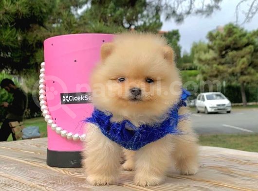 Pomerian Boo görsel