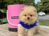 Pomerian Boo