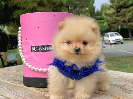 Pomerian Boo görsel