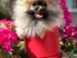 Pomerani̇an Boo 