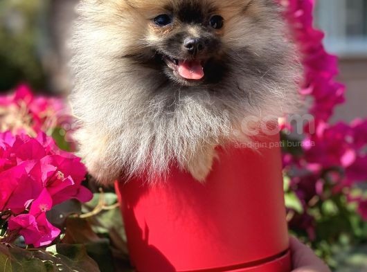 Pomerani̇an Boo  görsel