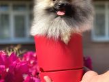 Pomerani̇an Boo 