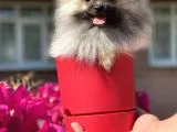 POMERANİAN BOO 