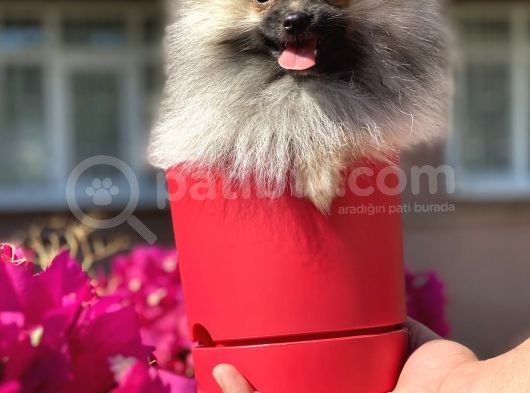 Pomerani̇an Boo  görsel