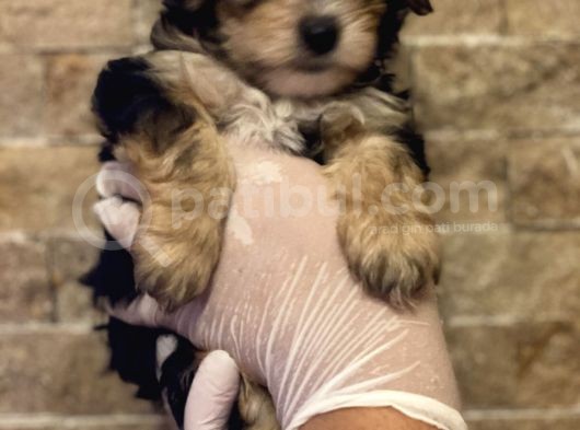 Çi̇kolata Tadinda Yavrular  görsel