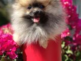 Pomerani̇an Boo 
