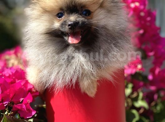 Pomerani̇an Boo  görsel