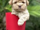 Apricot Toy Poodle Yavrular