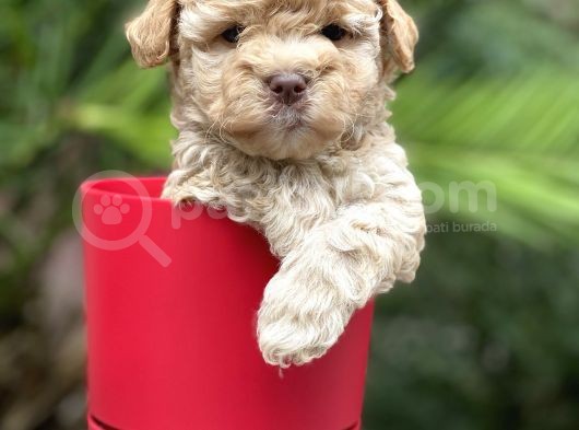Apricot Toy Poodle Yavrular görsel
