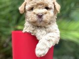 Apricot Toy Poodle Yavrular