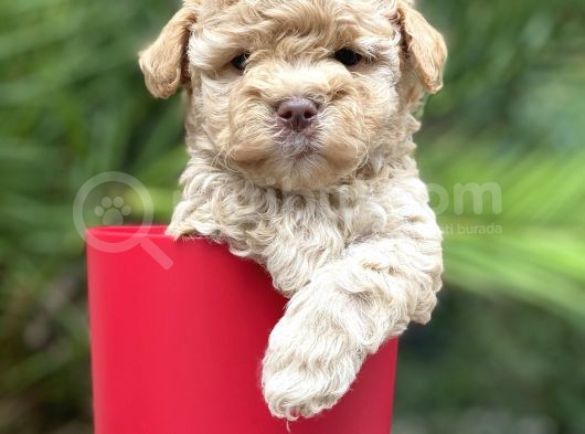 Apricot Toy Poodle Yavrular görsel