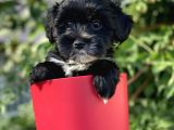 Silver Morkie