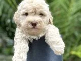 Gerçek Maltipoo