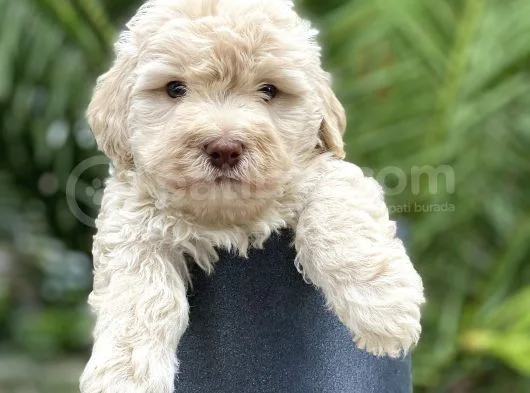 Gerçek Maltipoo
