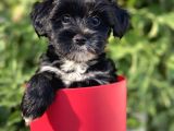 Silver Morkie