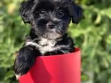 Silver Morkie