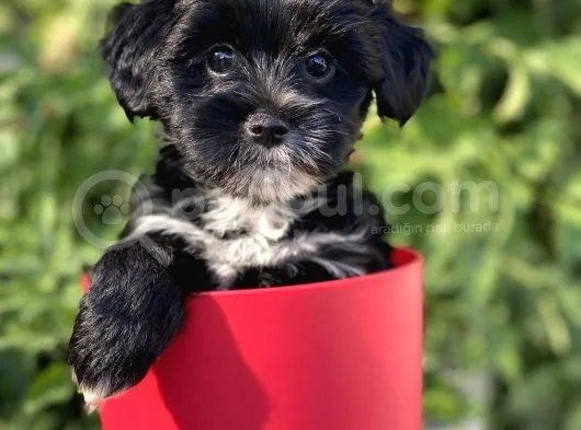 Silver Morkie