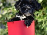 Silver Morkie