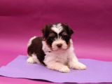 Dizayn Irk Morkie