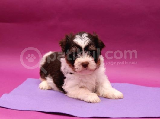 Dizayn Irk Morkie görsel