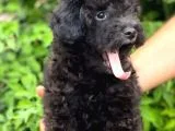 Black Minyatür Poodle