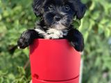 Silver Morkie