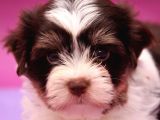 Dizayn Irk Morkie