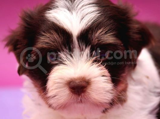 Dizayn Irk Morkie görsel
