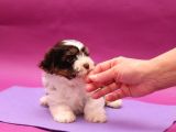 Dizayn Irk Morkie