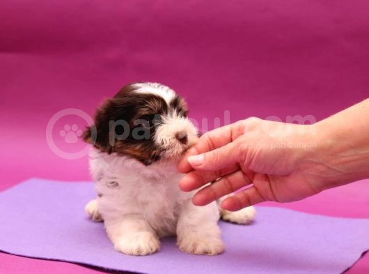 Dizayn Irk Morkie görsel
