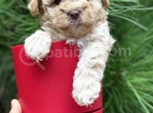 Apricot Toy Poodle Yavrular görsel