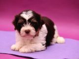 Dizayn Irk Morkie