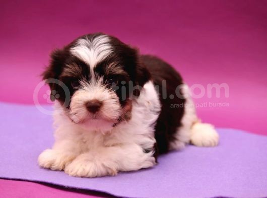 Dizayn Irk Morkie görsel