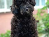 Black Minyatür Poodle